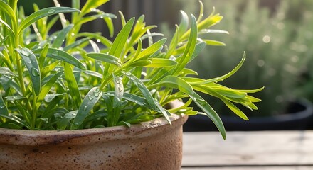 Fresh Green Herb Growing in a Terracotta Pot with Morning Dew