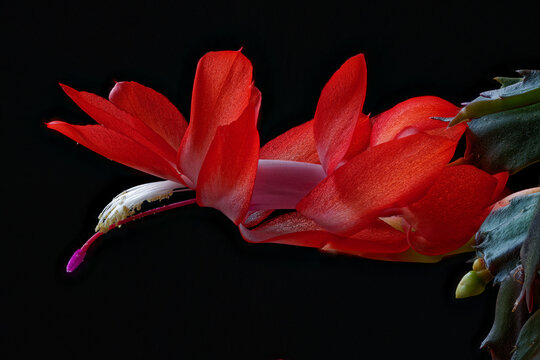 Schlumbergera – Christmas cactus photographed close-up.