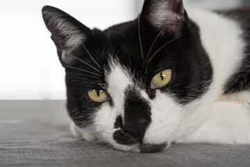 Black and White Cat Resting — Yellow Eyes, Facial Markings, and Calm Gaze in Soft Light