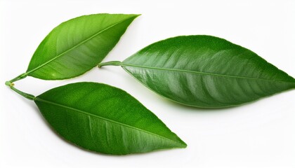Fototapeta premium Three Green Leaf Of Citrus Tree