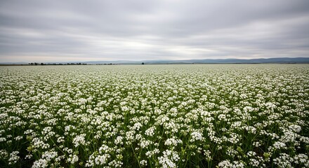 Vast Field of White Blossoms Under a Dramatic Overcast Sky