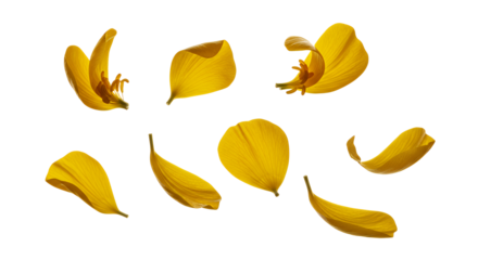Scattered Yellow Flower Petals Against a Bright White Background
