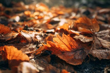 A dense carpet of orange and brown autumn leaves fully covering the ground, creating a rich seasonal texture.