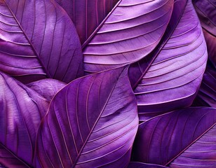 close up view of purple leaves creates an abstract leaf texture in the background with copy space image