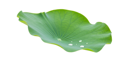 Single green lotus leaf with water droplets on white background, a natural element representing purity and serenity