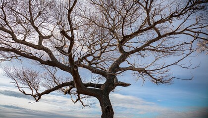 Leafless Tree Branches Extending Against Transparent Background