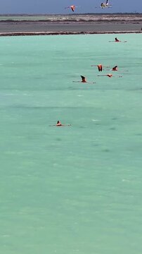 Bonaire Flamingos At Kralendijk In Bonaire Netherlands Antilles. Wildlife Landscape. Caribbean Background. Sea Birds Animals. Bonaire Flamingos At Kralendijk In Bonaire Netherlands Antilles.