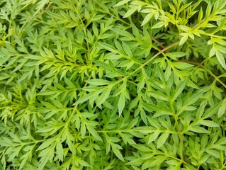 King's salad or cosmos plant (Cosmos caudatus) in garden, Top view 