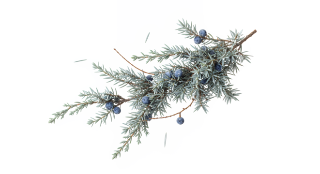 A close-up shot of a juniper branch with small blue berries against a stark white background, showcasing its delicate texture and natural beauty