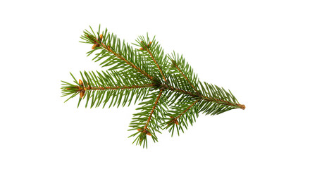 Fresh Evergreen Branch Symbol of Nature, Festive Decor, and Christmas Spirit on White