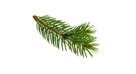 Isolated fresh evergreen spruce branch with dense green needles, perfect for festive seasonal decorations and nature-themed designs against a clean white backdrop