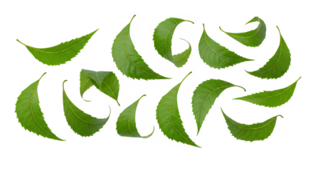 Leaf Pattern Fresh Green Leaves Arrangement on White Background for Nature-Inspired Designs