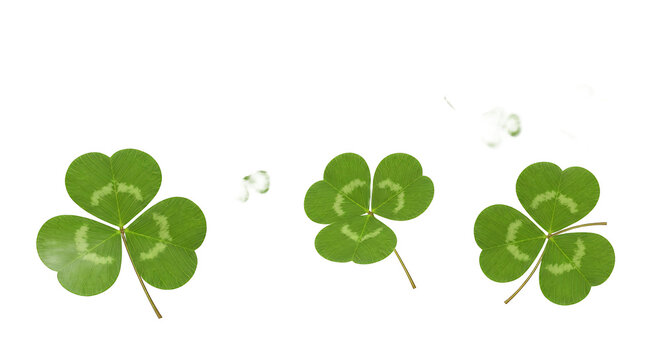 Three vibrant green clover leaves, symbolizing luck and springtime, isolated on a clean white background
