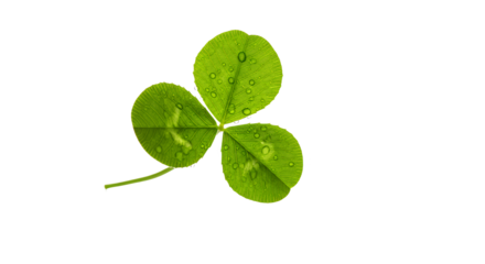 Detailed close-up of a vibrant three-leaf clover, adorned with delicate water droplets, symbolizing luck and natural freshness against a pristine white backdrop