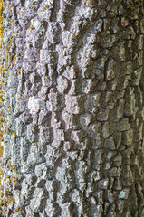 Silver poplar bark with some yellow lichens