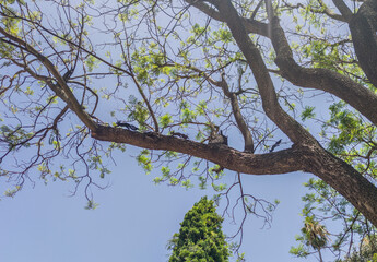 Silhouettes of squirrels running on top of a branch