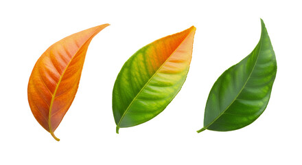 Obraz premium Vibrant progression of three isolated leaves showcasing a stunning color transition from warm orange and yellow to lush green, symbolizing change and natural vitality