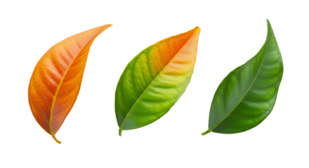 Vibrant progression of three isolated leaves showcasing a stunning color transition from warm orange and yellow to lush green, symbolizing change and natural vitality