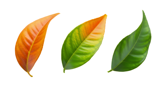 Vibrant progression of three isolated leaves showcasing a stunning color transition from warm orange and yellow to lush green, symbolizing change and natural vitality