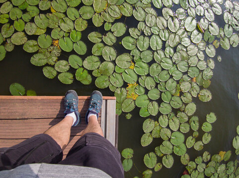 Observing camalote leaves covering the surface of the Guadiana River