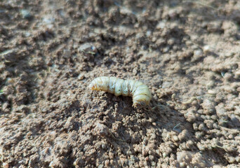 Whiteworm larvae or Gallina Ciega