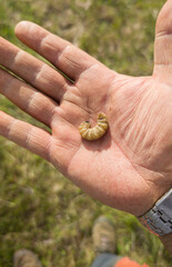Whiteworm larvae or Gallina Ciega