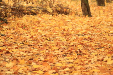 Beautiful autumn scene in a quiet Czech forest. Ground fully covered with golden leaves, seasonal foliage, warm fall vibe