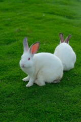 White rabbits or kelinci on green grass.