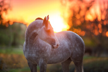 Arabian horse portrait