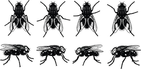 High detail housefly insect vector illustration set, black silhouette flies collection, realistic fly anatomy drawing, isolated graphic design elements © Bappi Creatives