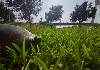 A red eared slider tortoise resting near Guadiana river shore