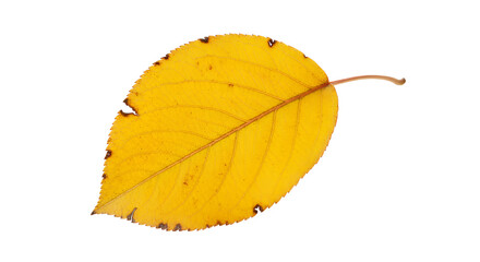 Obraz premium A vibrant yellow autumn leaf, symbolizing the changing seasons and the beauty of nature's cycle