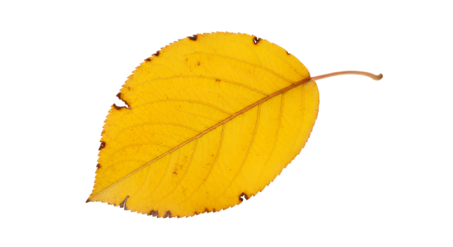 A vibrant yellow autumn leaf, symbolizing the changing seasons and the beauty of nature's cycle