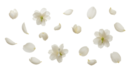 Aerial View of Jasmine Flowers and Petals Isolated on White Background