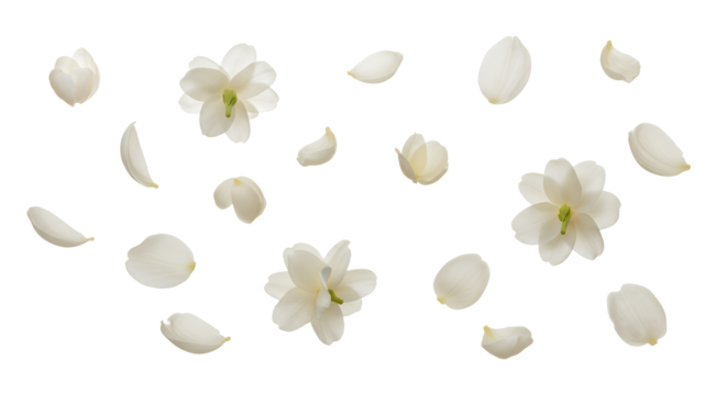 Aerial View of Jasmine Flowers and Petals Isolated on White Background