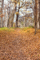 Autumn forest path blanketed in fallen leaves for a peaceful outdoor walk