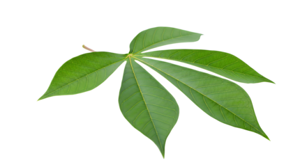 Vibrant Green Cassava Leaf Isolated on White Background Nature's Organic Beauty and Botanical Delight