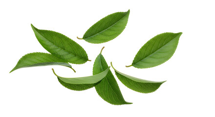 Obraz premium Fresh Green Tea Leaves A Natural and Healthy Ingredient for Beverages and Wellness Products