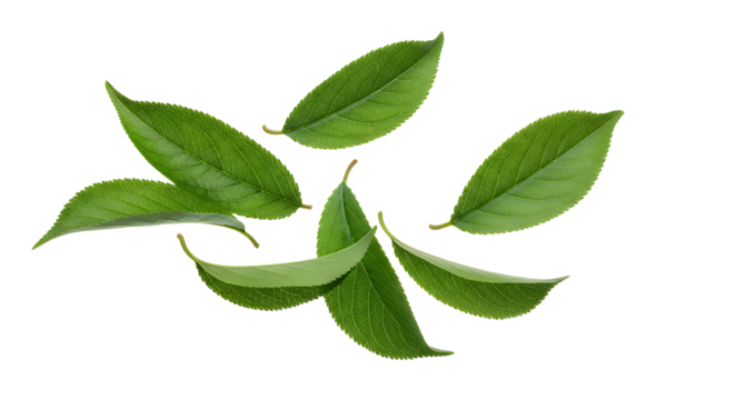 Fresh Green Tea Leaves A Natural and Healthy Ingredient for Beverages and Wellness Products