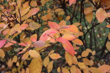 Czech Autumn Landscape with Leaf Carpet