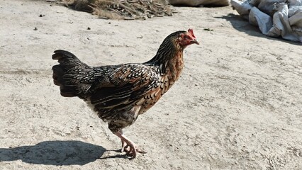 Chicken standing on dry ground in sunlight