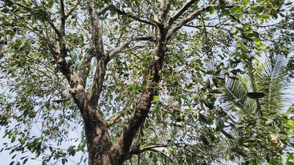 Close up of a large tree trunk and branches with green leaves