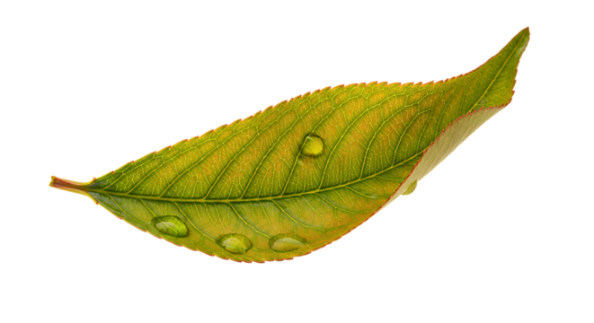 Leaf with Water Droplets