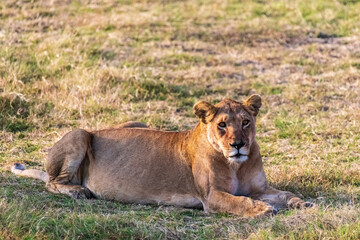Close encounter with a female lion -Panthera Leo- that is resting on the plains of the Serengeti, Tanzania.