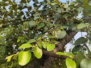 Close up of lush green leaves on a tree branch