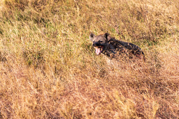 Telephoto of a Spotted Hyena - Crocuta crocuta- scavenging in the bushes of the Serengeti, Tanzania