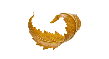 Autumn leaf delicately curved into a heart shape, isolated on a white background, representing love and nature's beauty