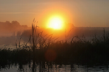 A serene sunrise over misty lake, with the sun's golden glow illuminating the fog. Silhouetted reeds in the foreground frame the tranquil, reflective water and distant treeline