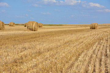 Fototapeta premium Golden Harvest Field with Round Hay Bales in sunlight