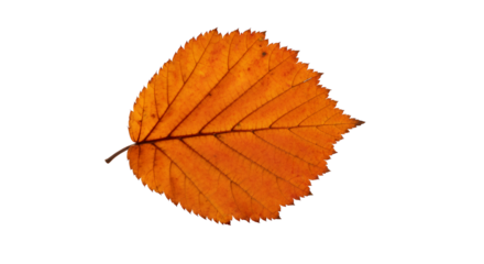 Autumnal Amber A Golden Leaf Isolated on White